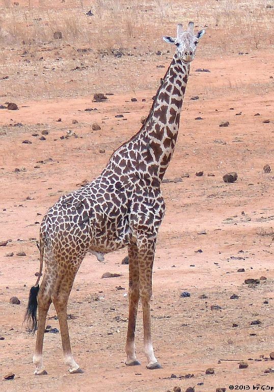 Massa-Giraffe