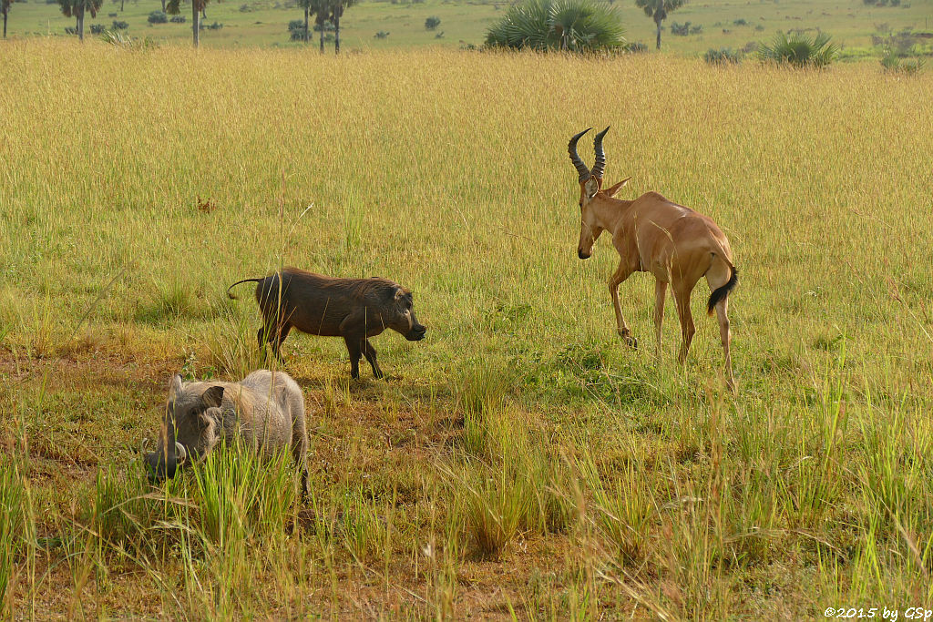 Warzenschwein, Jacksons Kuhantilope (Warthog, Lelwel Hartebeest)