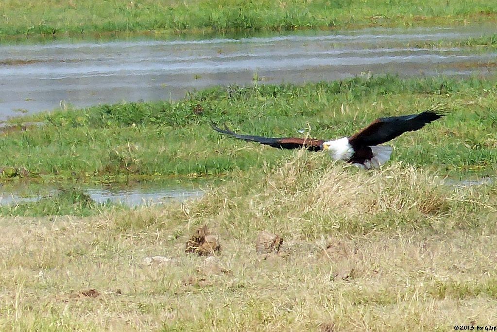 Schreiseeadler