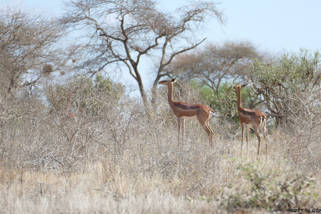 Südliche Giraffengazelle (Südliche Generuk)