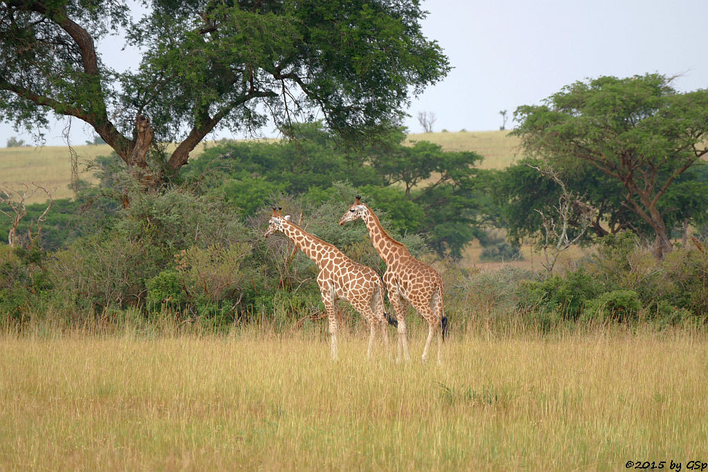 Rothschild-(Uganda-)Giraffe (Rothschild's Giraffe)