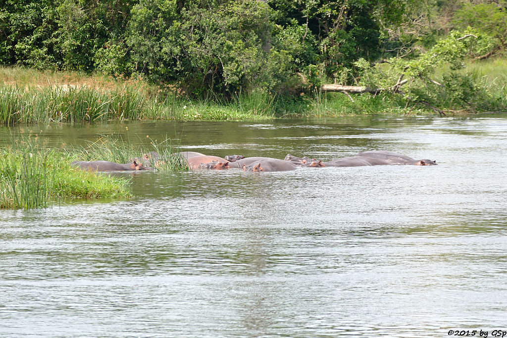 Nilpferd (Hippopotamus/Hippo)
