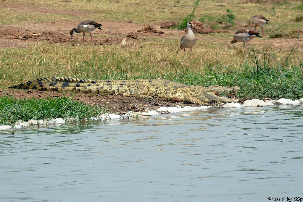 Nilkrokodil, Nilgans (Nile Crocodile, Egyptian Goose)