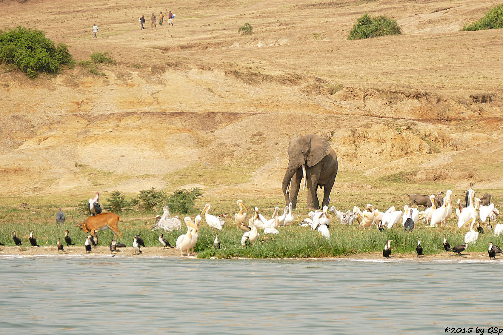 Weißbauchkormoran, Uganda-Grasantilope/Thomas-Wasserbock, Rosapelikan, Afr. Elefant, Warzenschwein, Marabu (Greater (white-breasted) Cormorant, Ugandan Kob, Great white Pelican, African Elephant, Warthog, Marabou Stork)