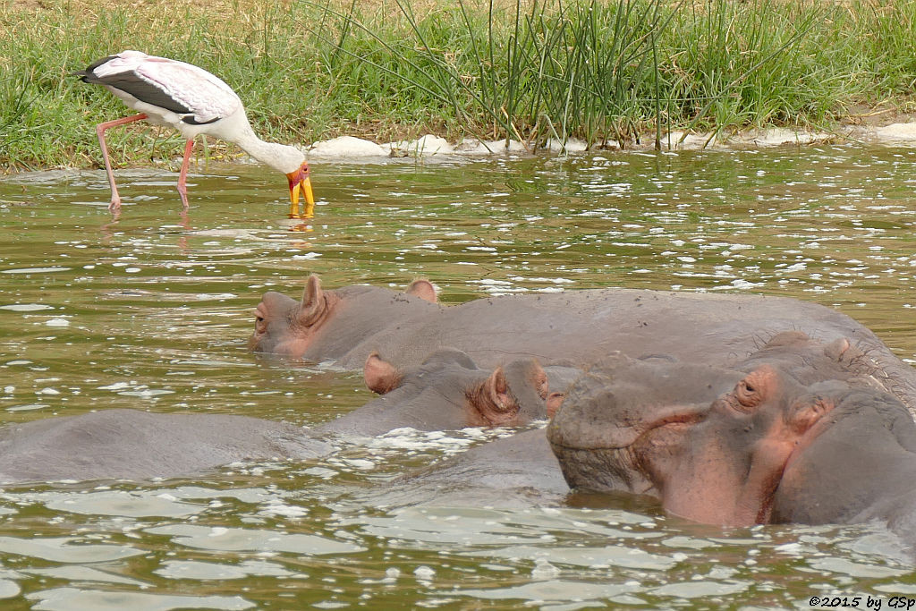 Flusspferd (Hippopotamus/Hippo)