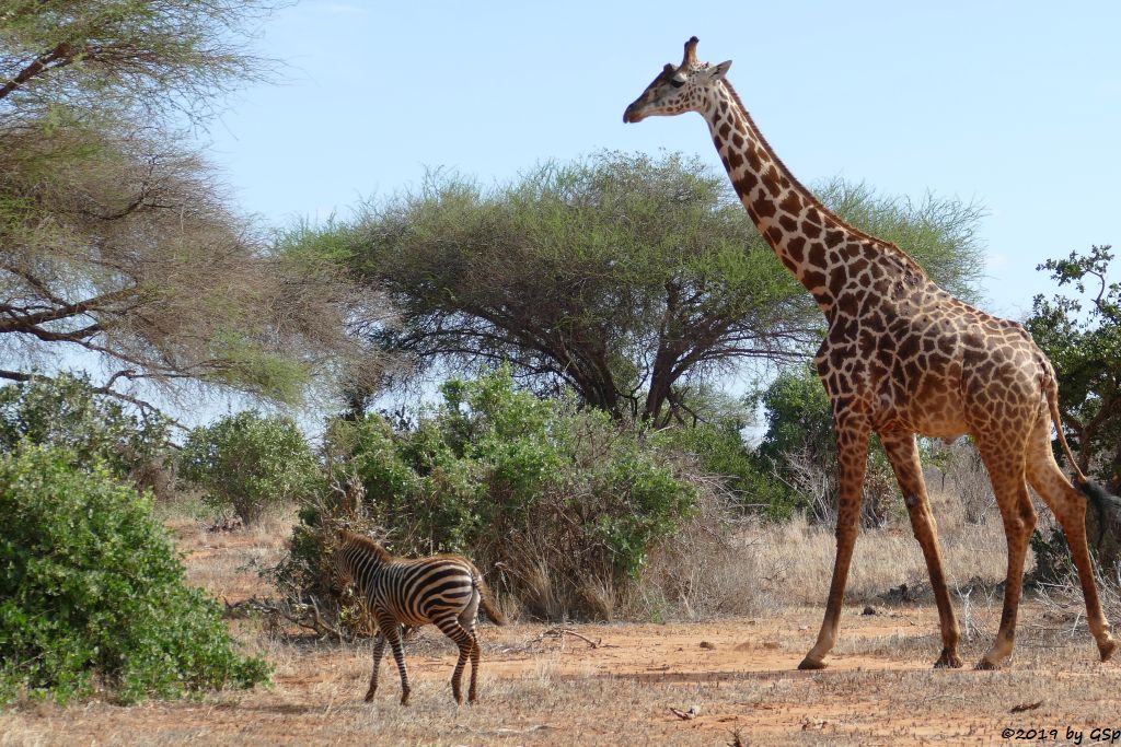 Böhm-Steppenzebra (Grant-Zebra), Massai-Giraffe