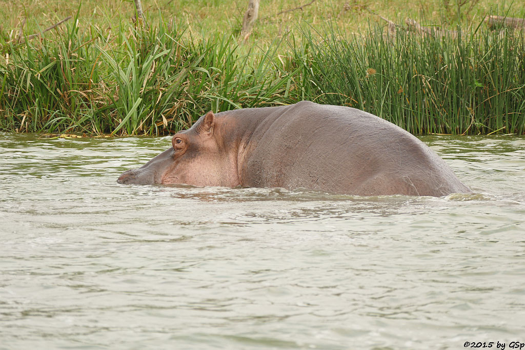 Flusspferd (Hippopotamus/Hippo)