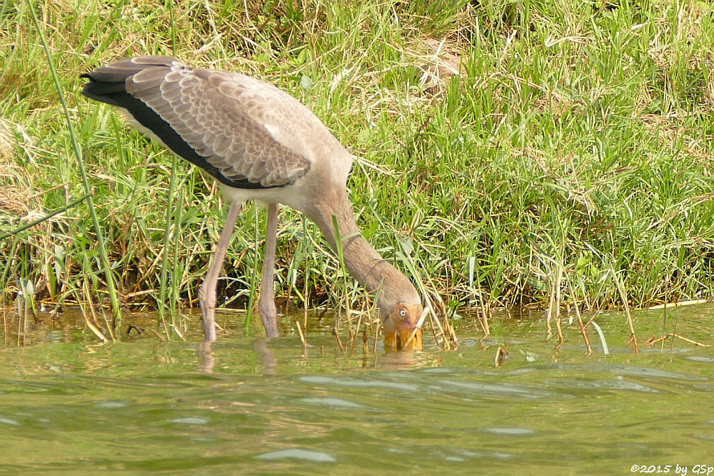 Afrikanischer Nimmersatt-Jungvogel (Yellow-billed Stork, young bird)