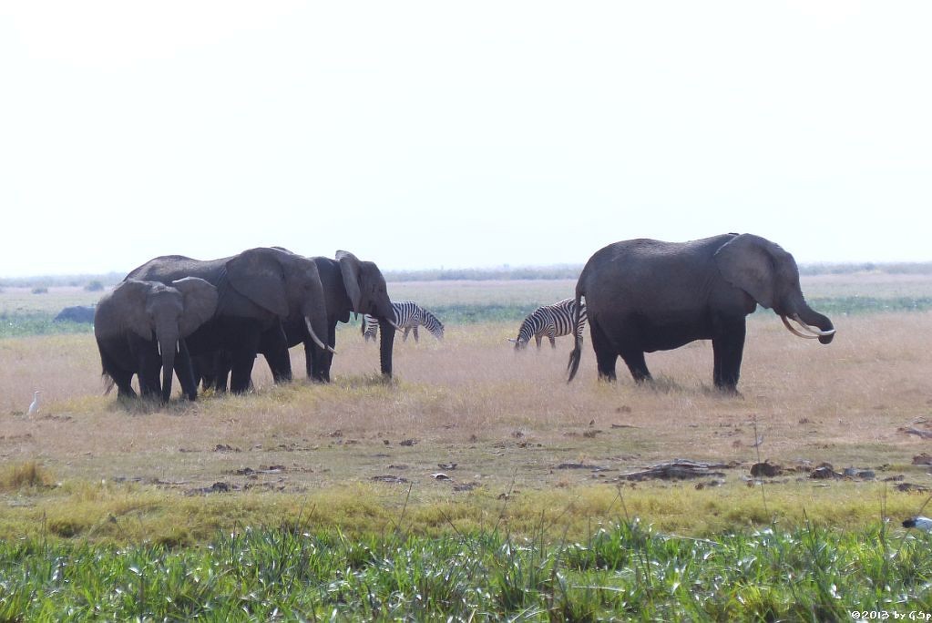 Elefant, Böhm-Steppenzebra