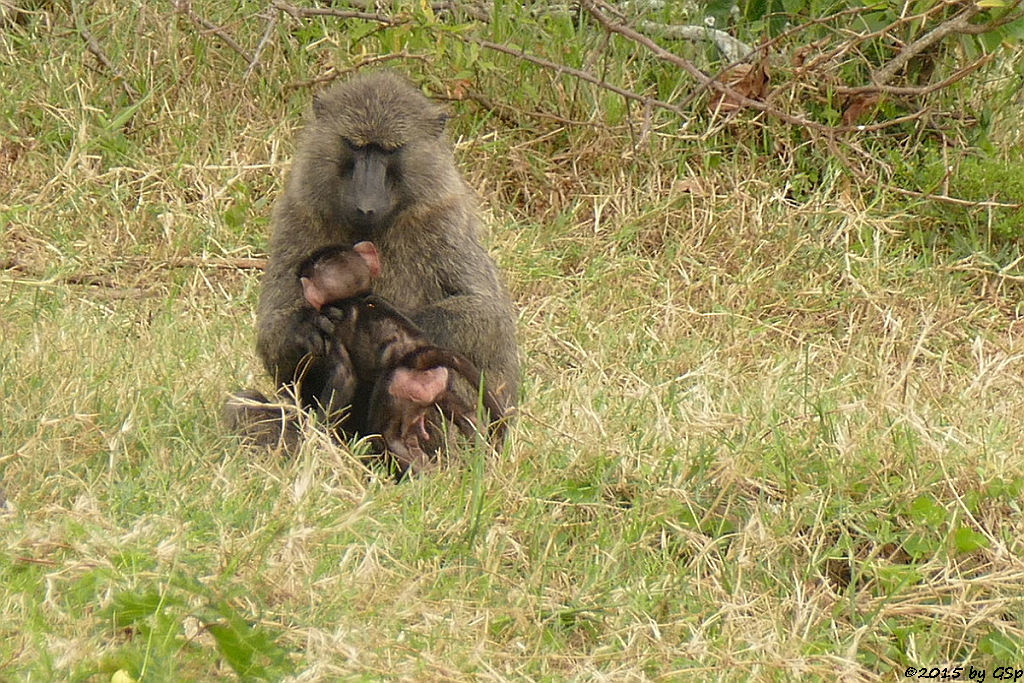 Anubis- (Grüner) Pavian (Anubis Baboon/Olive Baboon)