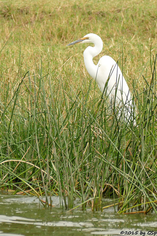 Silberreiher (Great Egret)