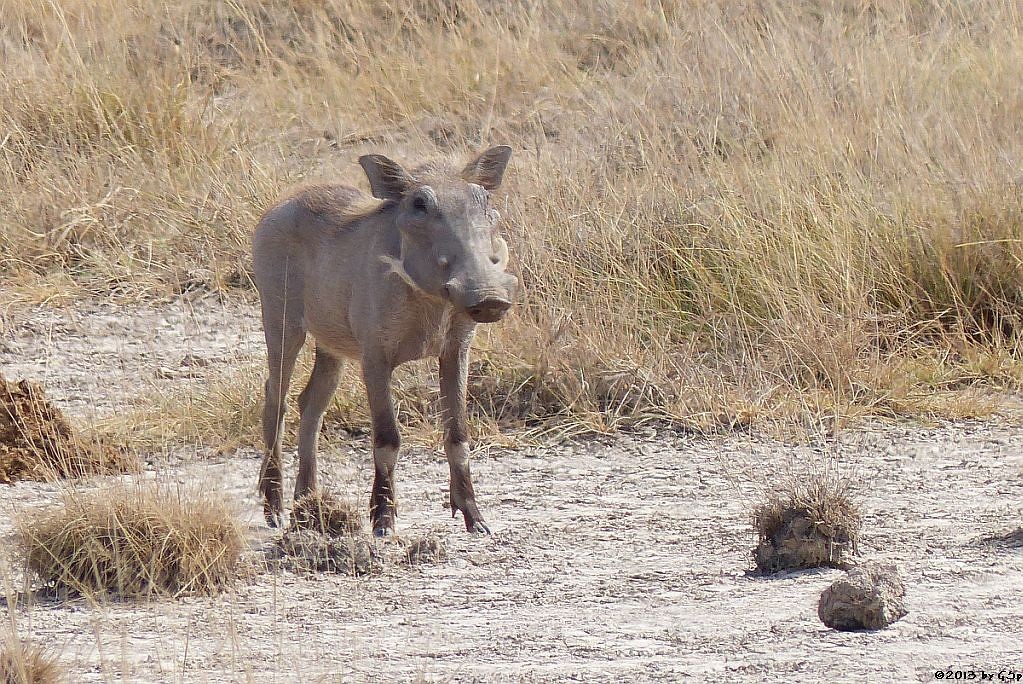 Warzenschwein