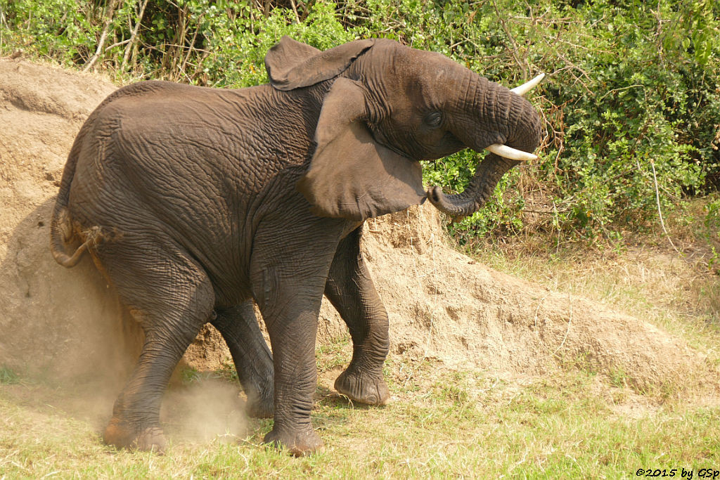 Afrikanischer Elefant (African Elephant)