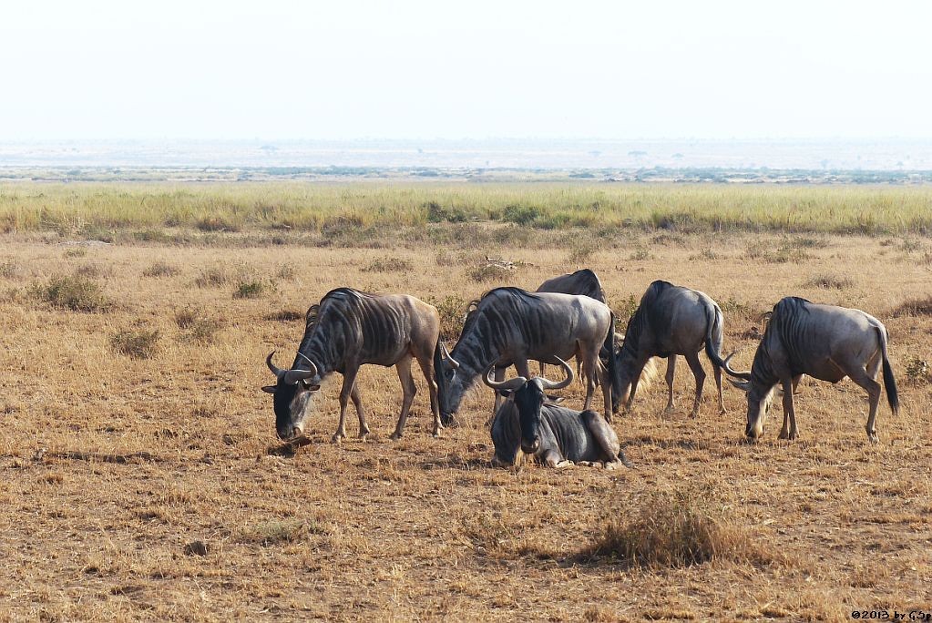 Weißbartgnu, Böhm-Steppenzebra