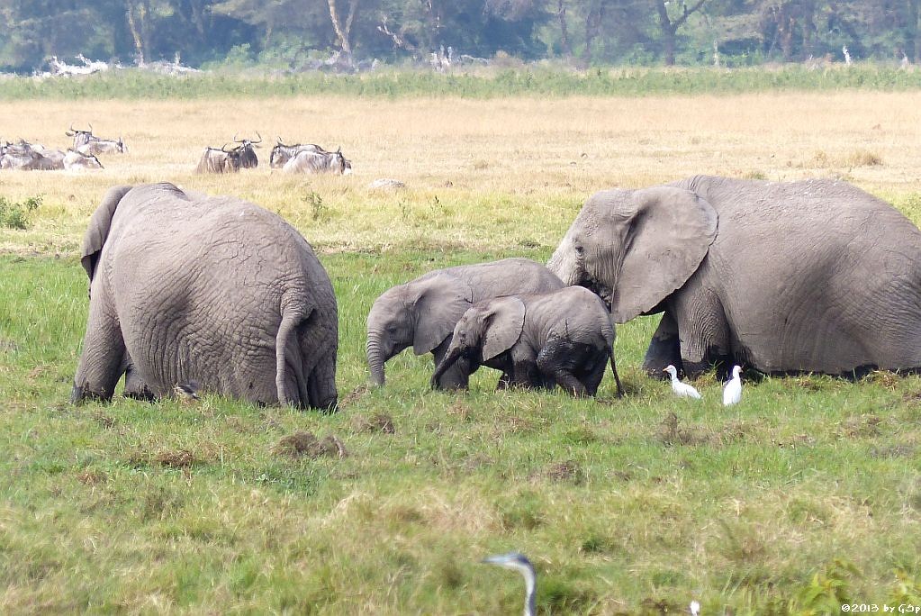 Elefant, Kuhreiher, Weißbartgnu