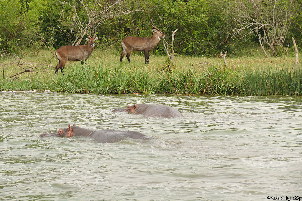 Flusspferd, Defassa-Wasserbock (Hippopotamus/Hippo, Waterbuck)