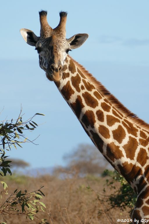 Massai-Giraffe