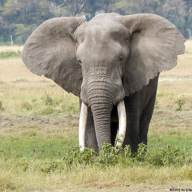 Elefant