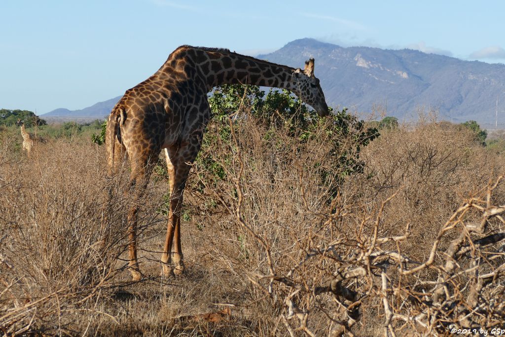 Massai-Giraffe