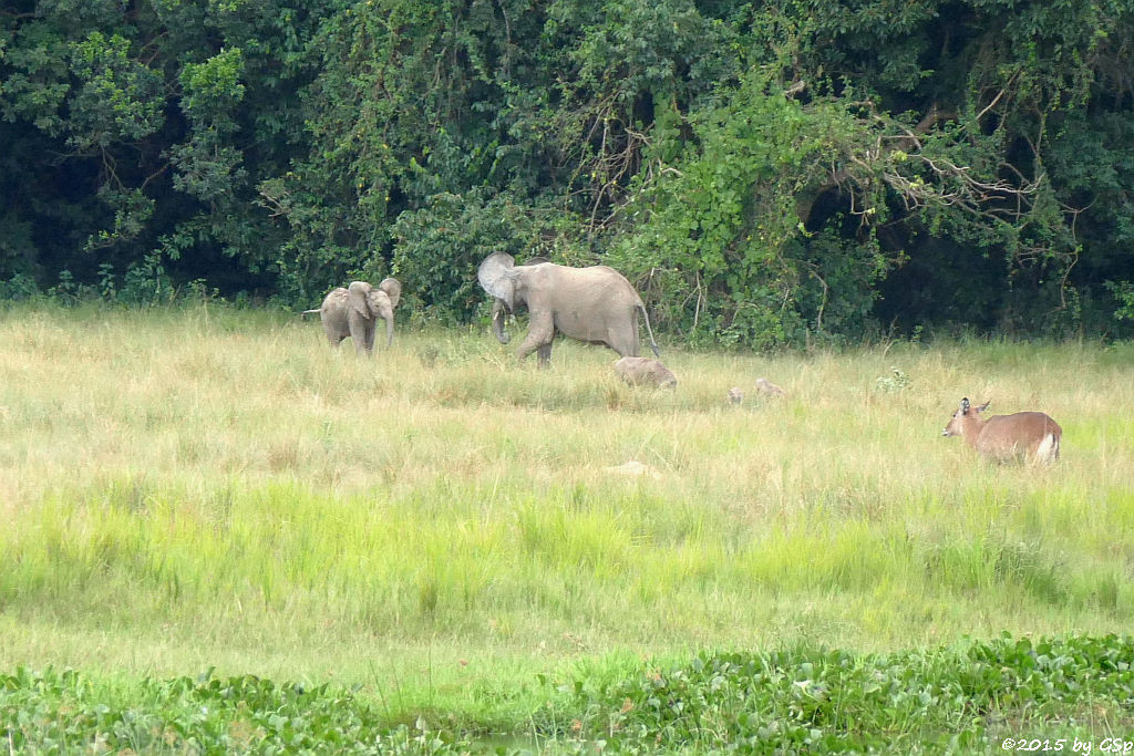 Afrikanischer Elefant, Defassa-Wasserbock (African Elephant, Waterbuck)