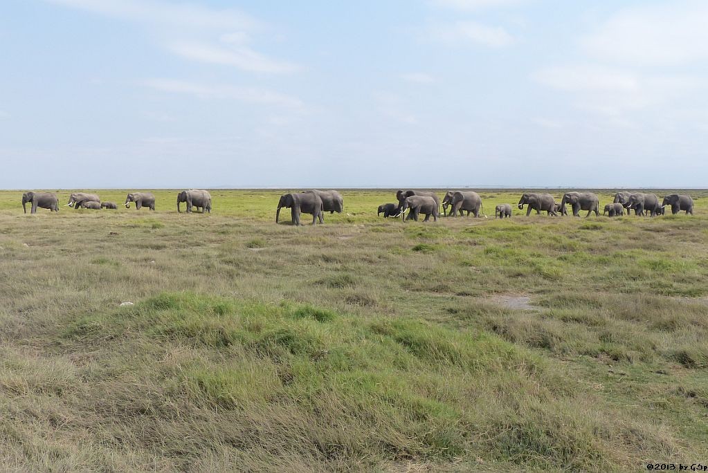 Elefant