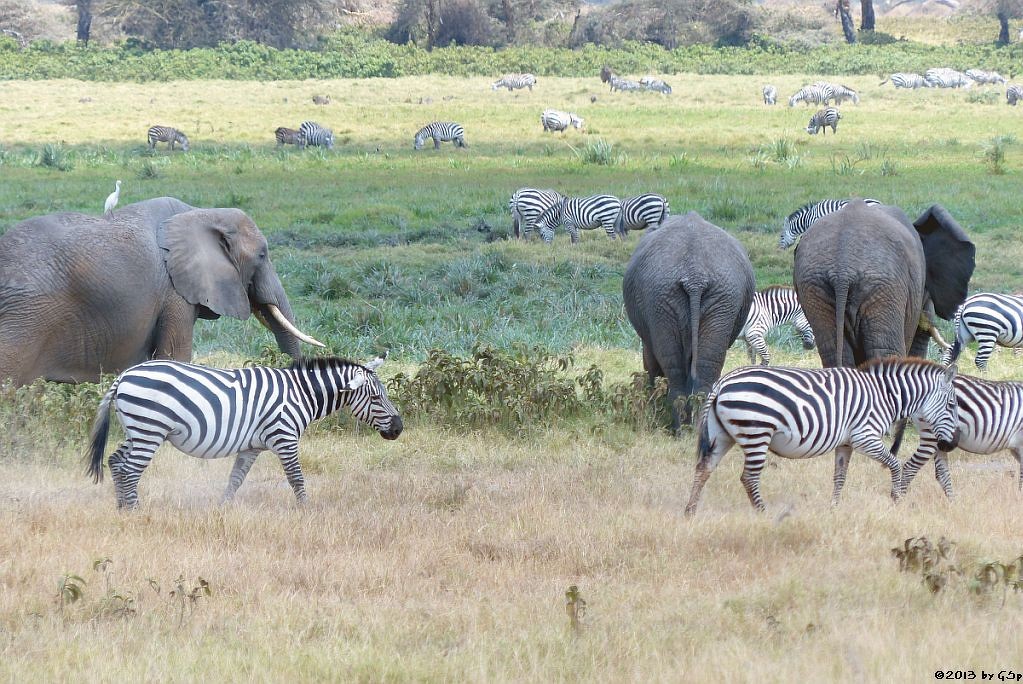 Böhm-Steppenzebra, Elefant