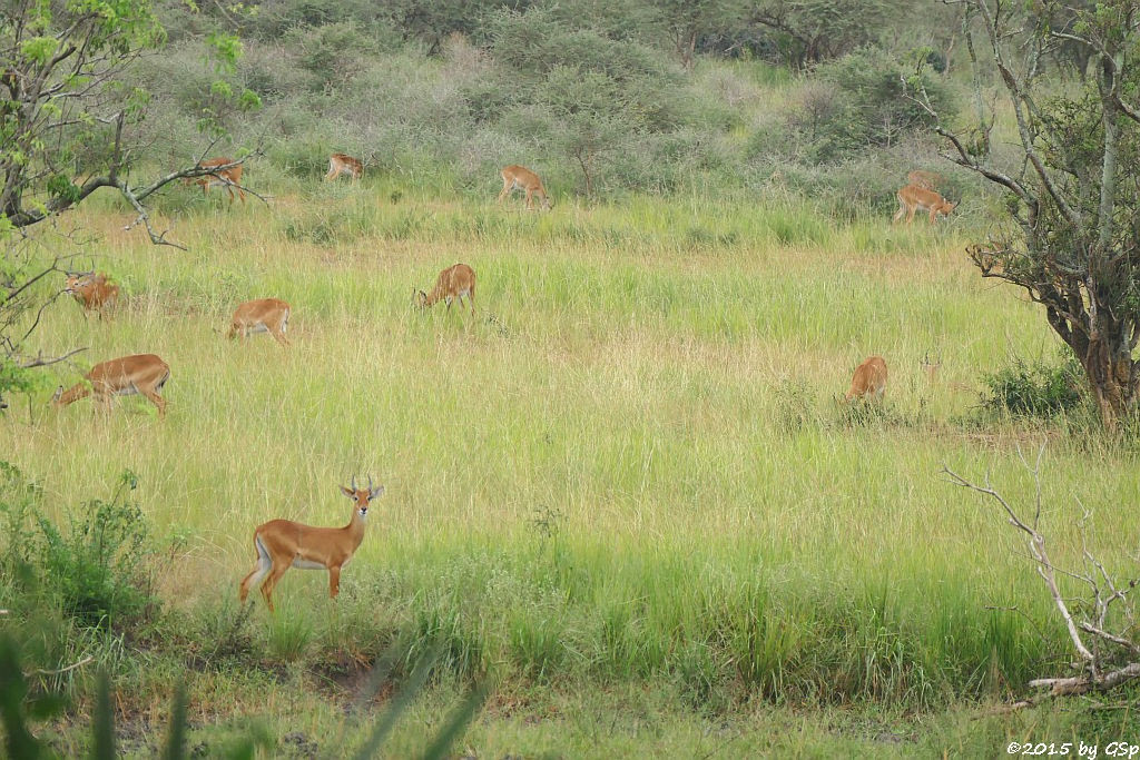 Uganda-Grasantilope/Thomas-Wasserbock (Ugandan kob)