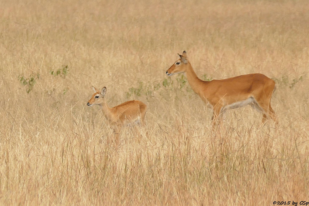 Uganda-Grasantilope/Thomas-Wasserbock (Ugandan Kob)