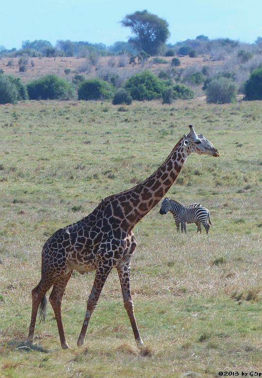 Massai-Giraffe, Böhm-Steppenzebra