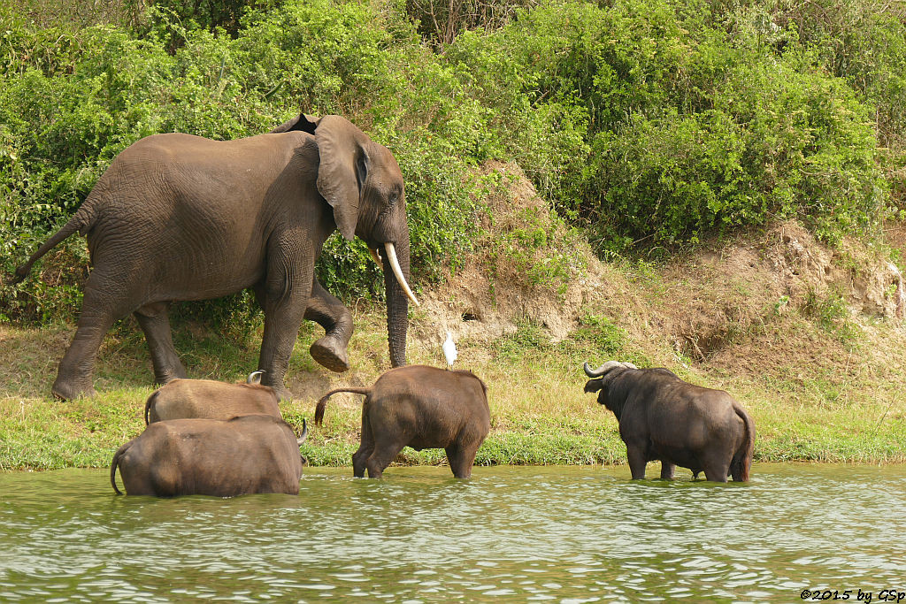 Kaffernbüffel, Afrikanischer Elefant (Buffalo, African Elephant)