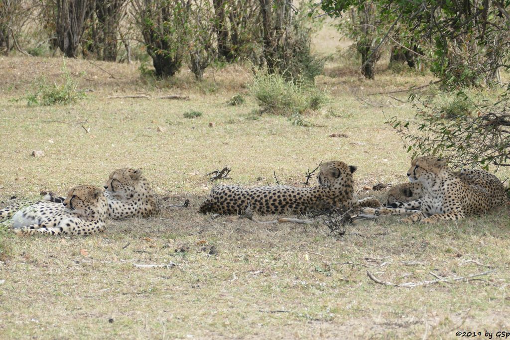 Die fünf Geparden-Brüder