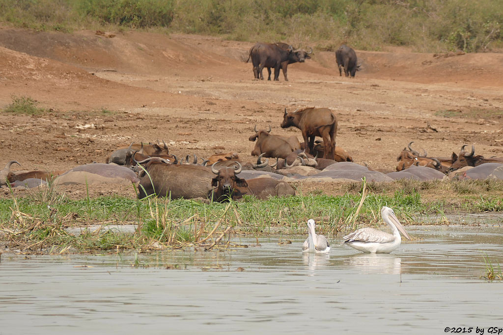 Rötelpelikan, Kaffernbüffel (pink-backed pelikan, Buffalo)