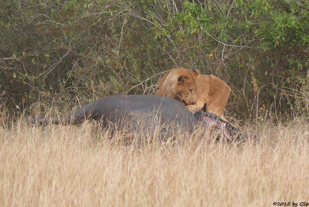 Löwe (Lion)