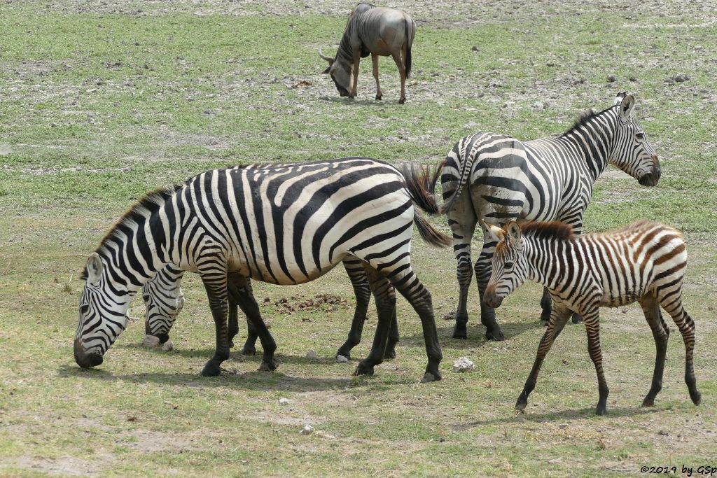 Böhm-Steppenzebra (Grant-Zebra), Östliches Weißbartgnu