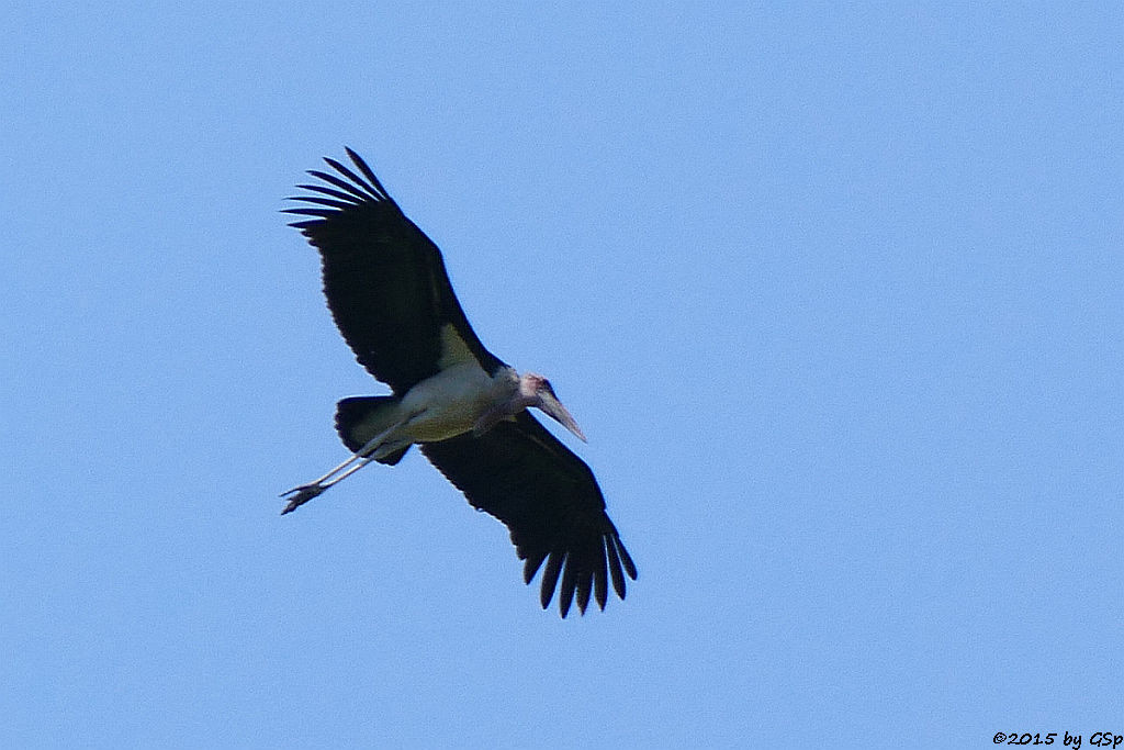  Marabu (Marabou Stork)