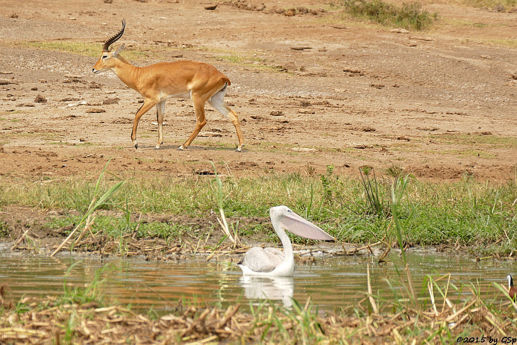 Rötelpelikan, Uganda-Grasantilope/Thomas-Wasserbock (Pink-backed Pelican, Ugandan kob)