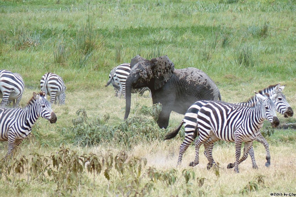 Böhm-Steppenzebra, Elefant