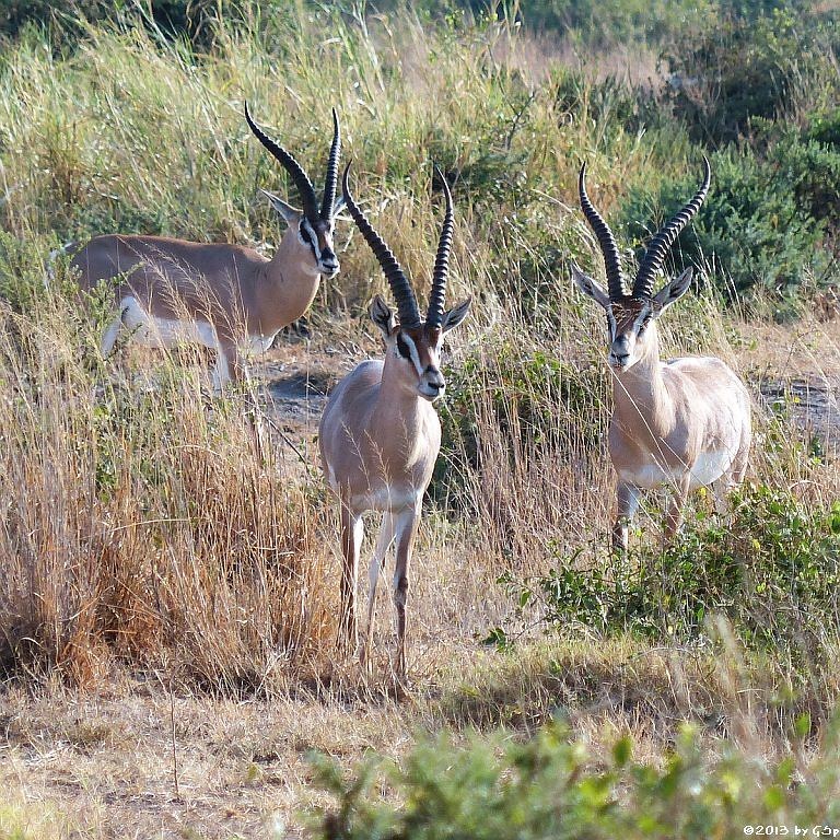 Grantgazelle