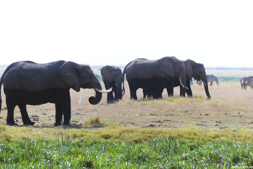 Elefant, Böhm-Steppenzebra