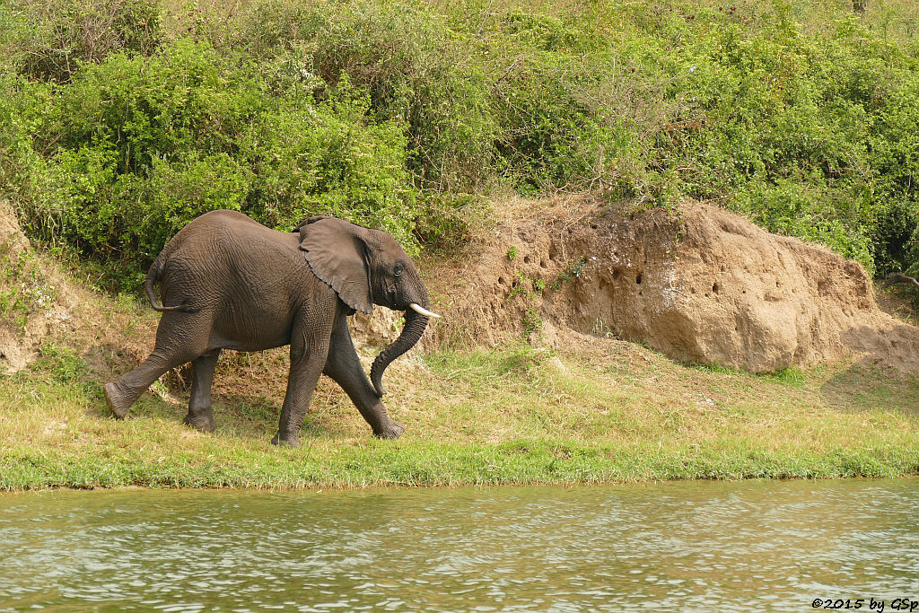 Afrikanischer Elefant (African Elephant)