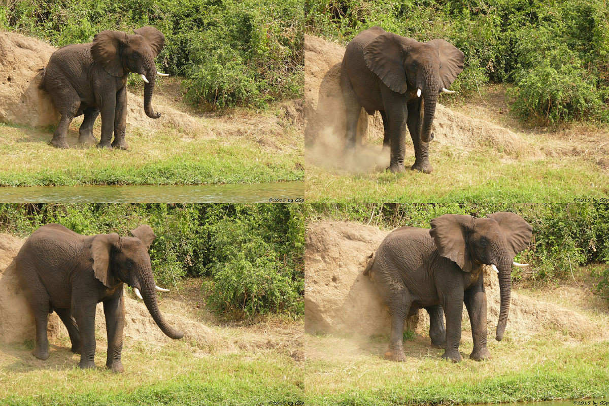 Afrikanischer Elefant (African Elephant)