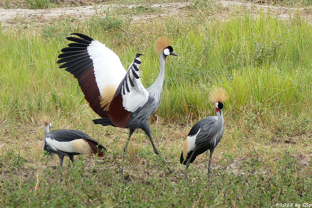 Grauhals-Kronenkranich (Grey Crowned Crane)