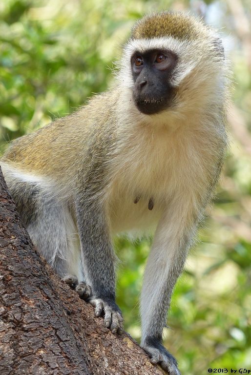 Grüne (Vervet-) Meerkatze