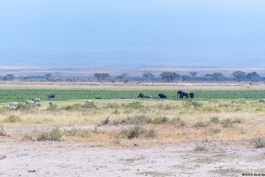 Böhm-Steppenzebra, Flusspferd, Elefant