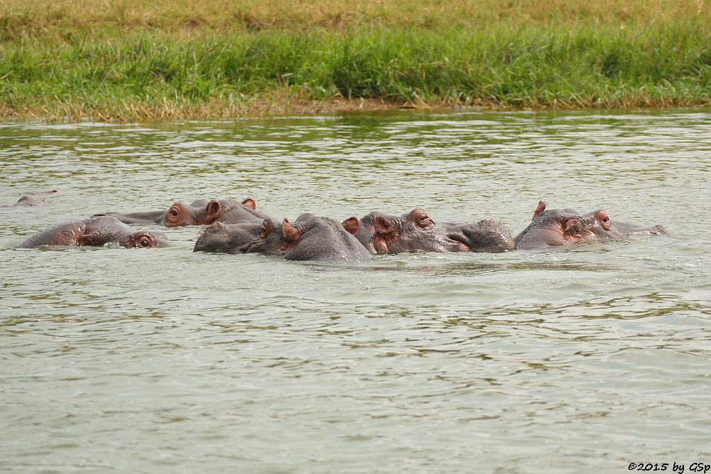 Flusspferd (Hoppopotamus/Hippo)