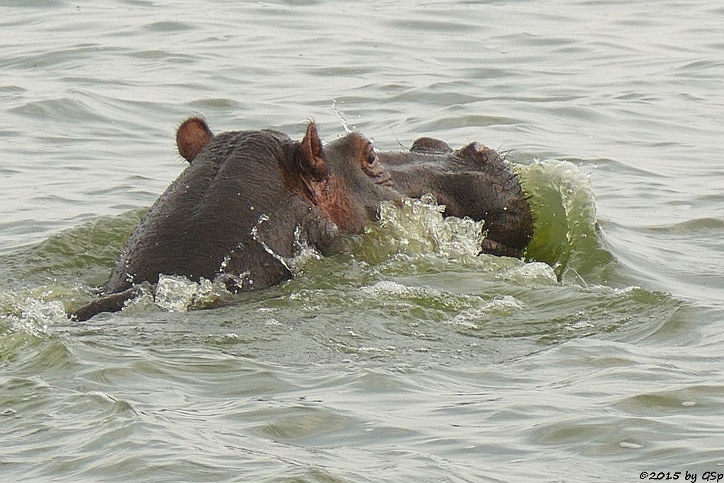 Flusspferd (Hippopotamus/Hippo)