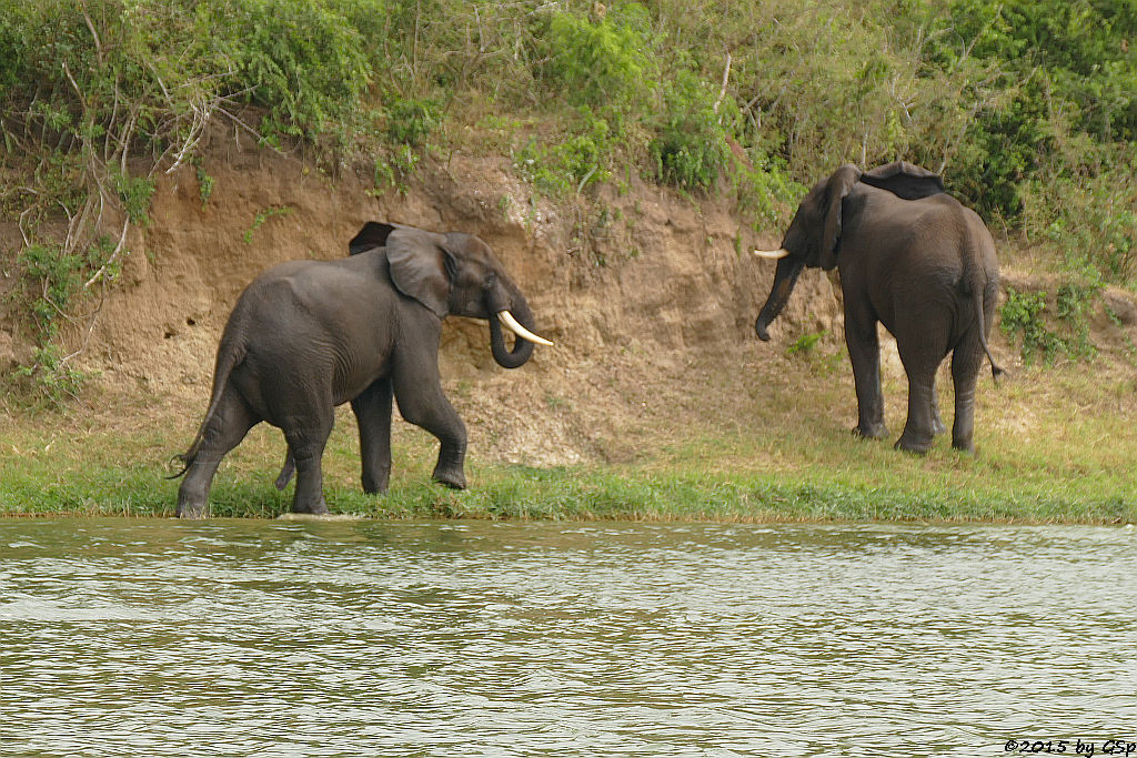 Afrikanischer Elefant (African Elephant)