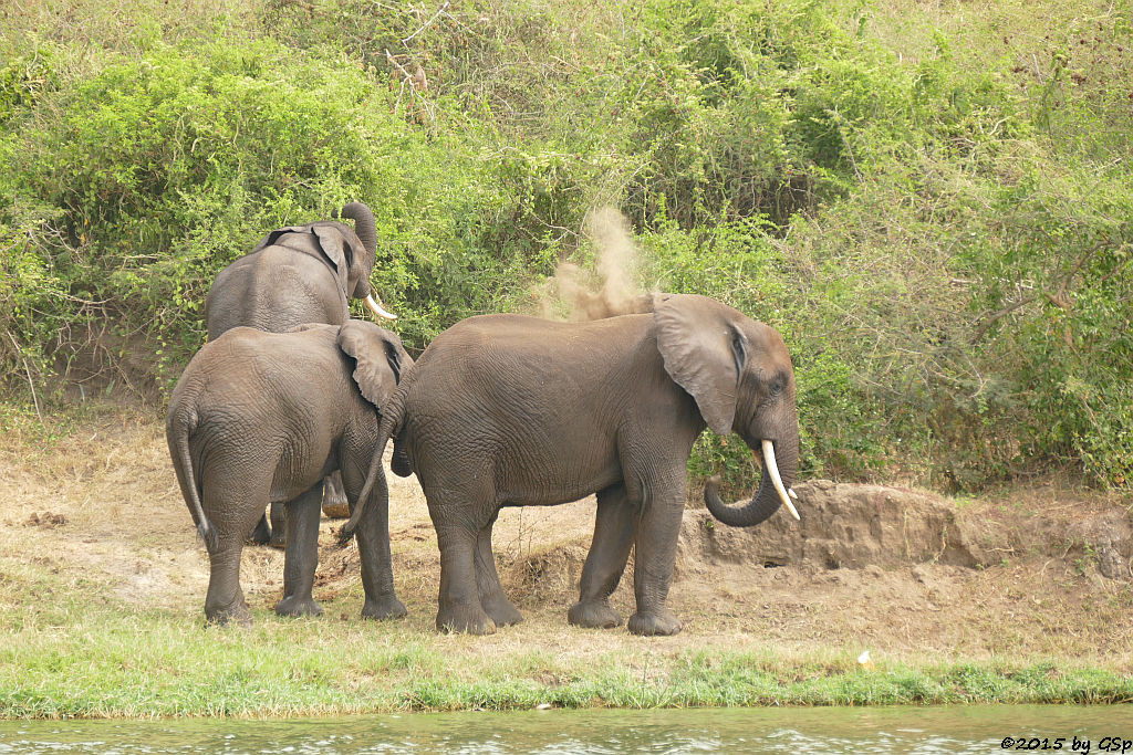 Afrikanischer Elefant (African Elephant)