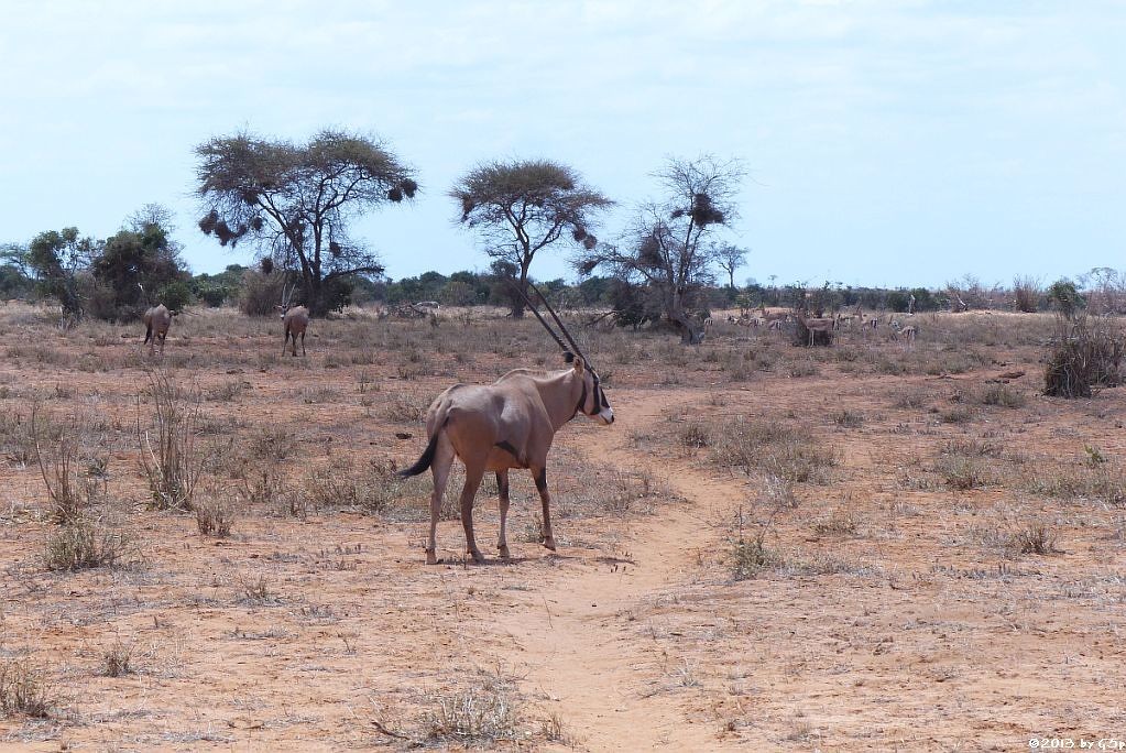 Eritrea-Spießbock (-Oryx)