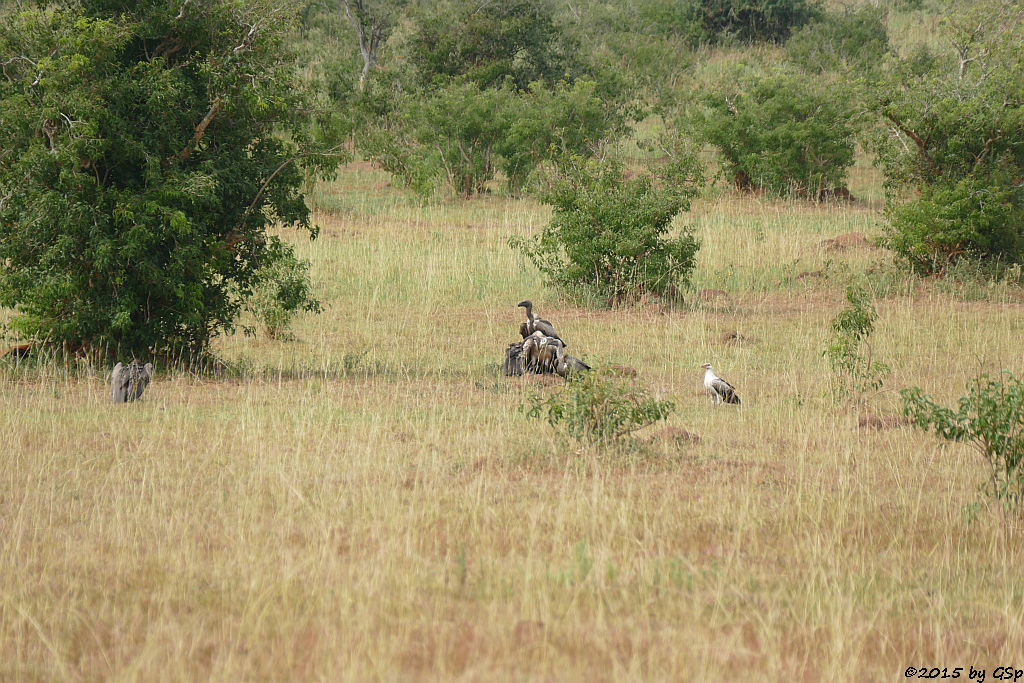 Weißrückengeier, Palmgeier (White-backed Vulture, Palm-nut Vulture)